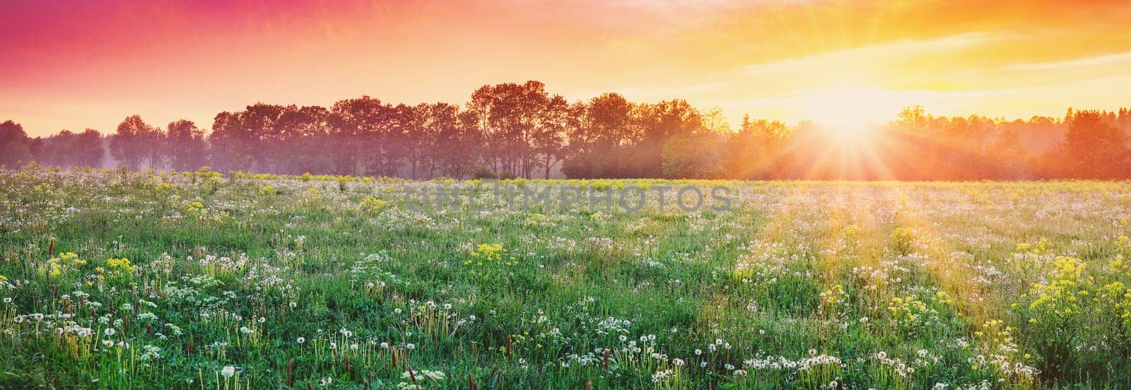 Beautiful view of the sunset on the field with fluffy white dandelions. Panoramic background of the natural park.