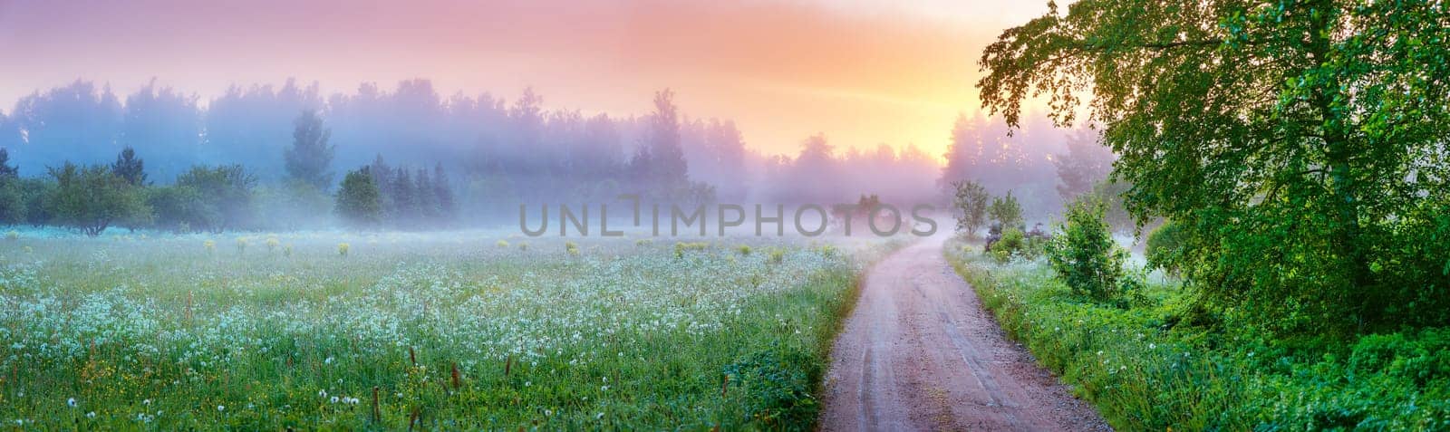 Country gravel road in fog in natural park in summer. Panoramic view of the morning in nature.