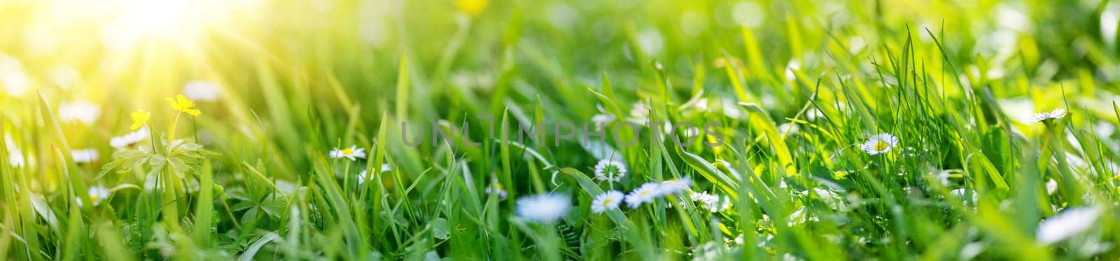 Panoramic view of the lawn with blossoming daisies and fresh green grass. Beautiful background.