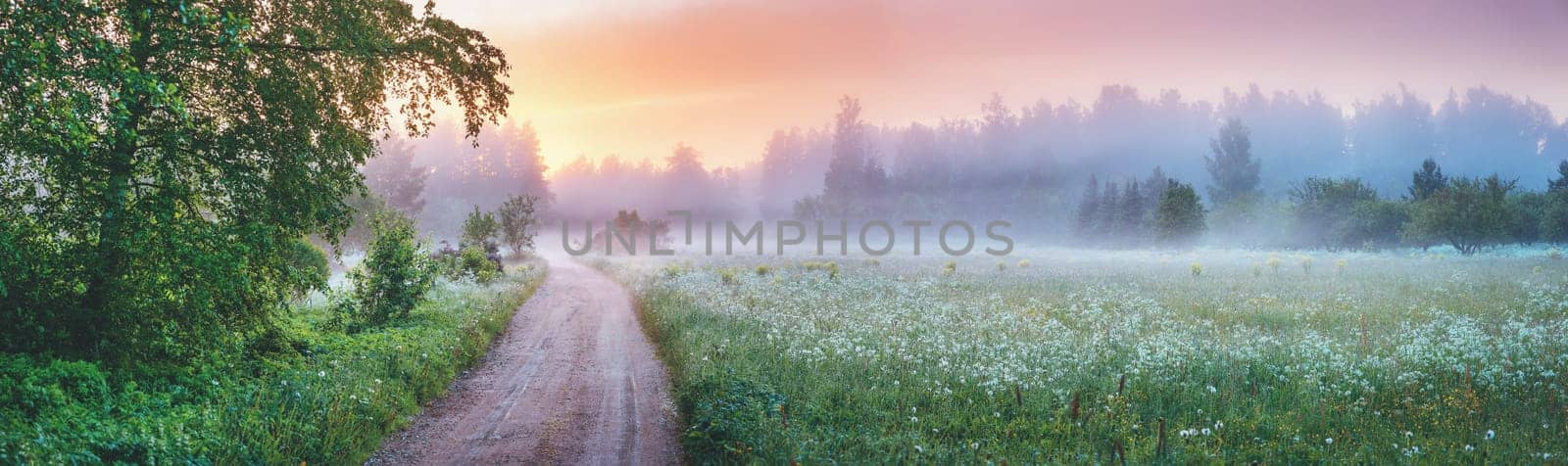 Country gravel road in fog in natural park in summer. Panoramic view of the morning in nature.