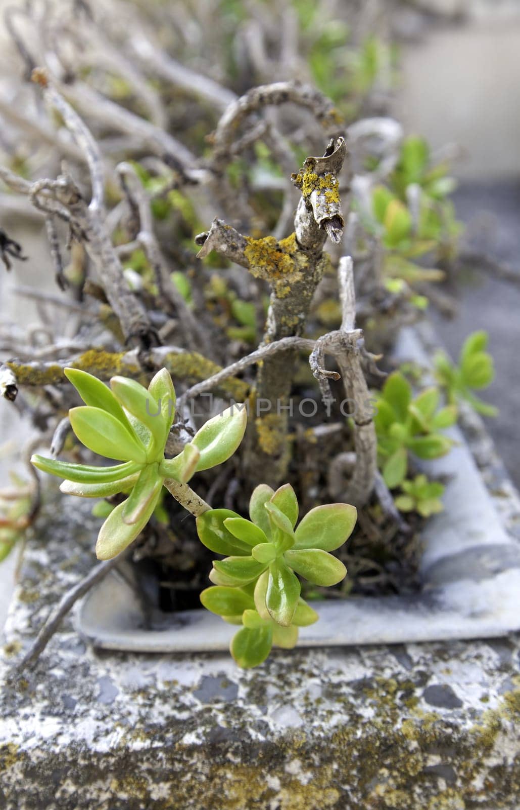 Detail of decorative cactus in a pot in a house, life