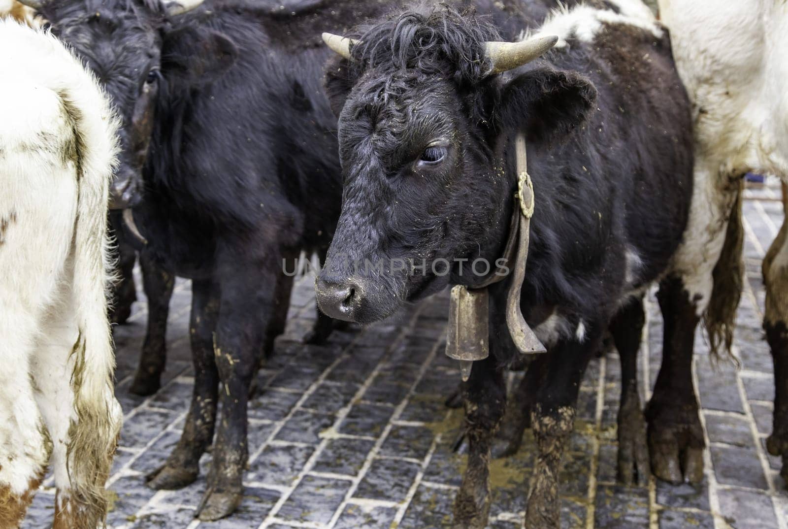 Detail of mammal animals in an outdoor farm