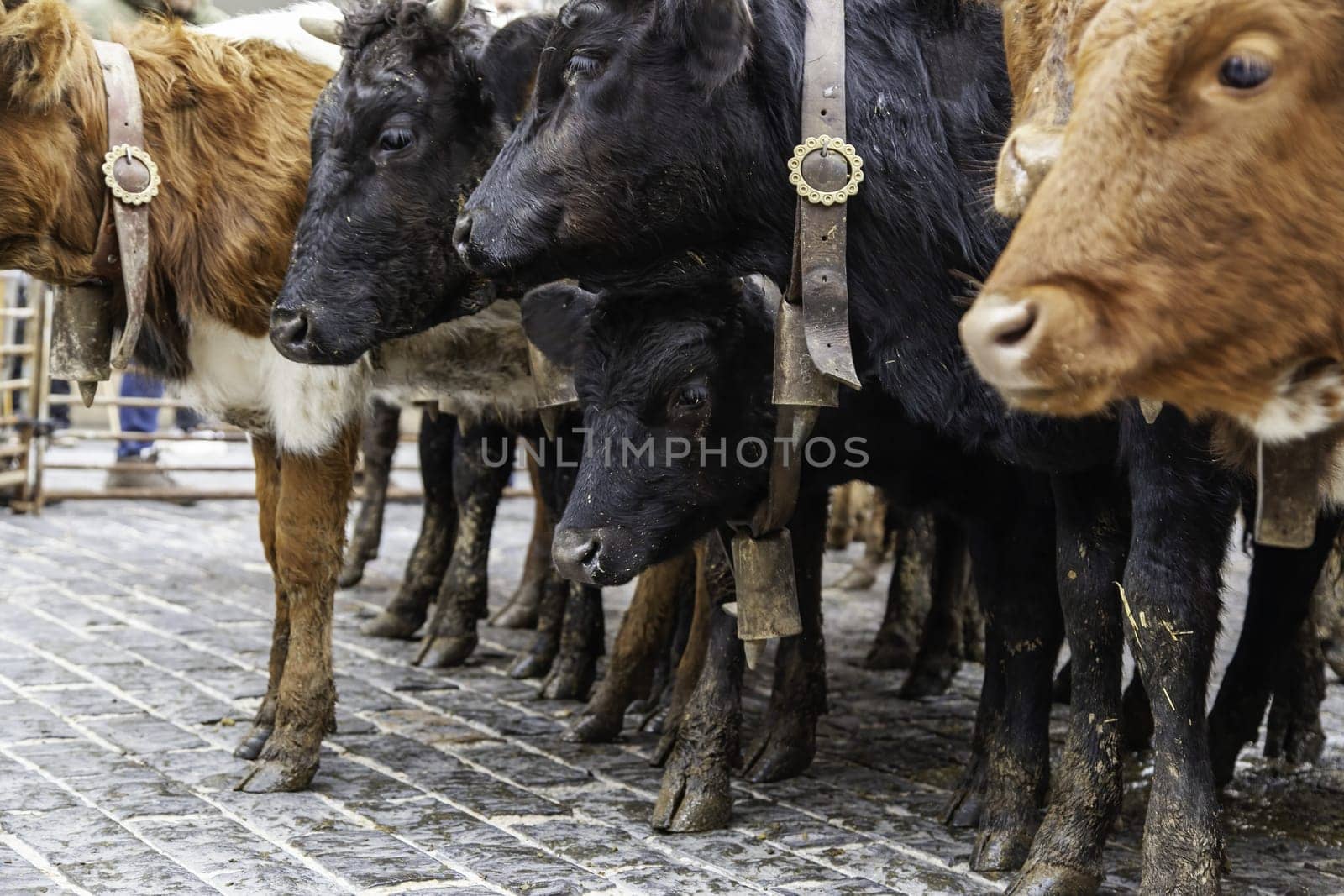 Detail of mammal animals in an outdoor farm