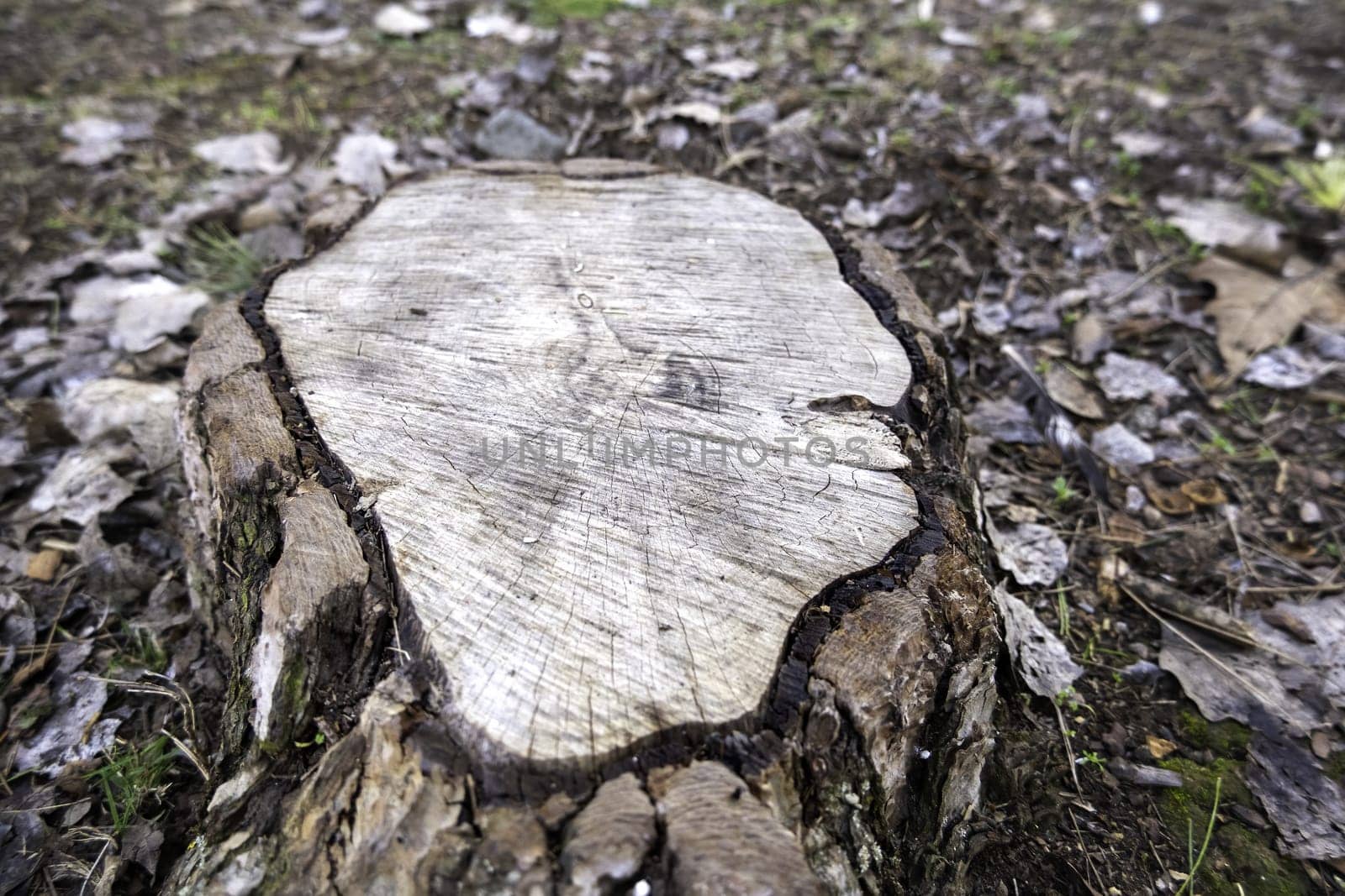 Detail of cut tree trunk in a forest, destruction of nature