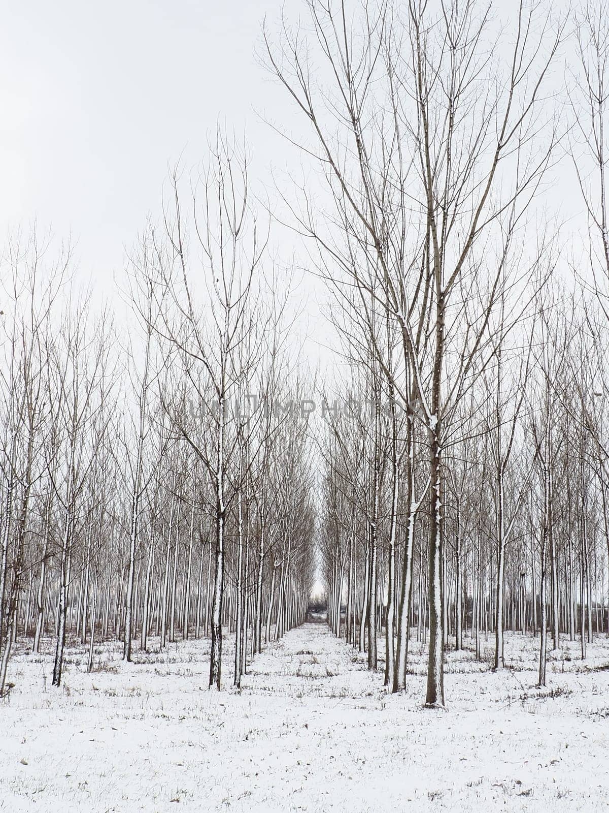 Planting plants - hygrophytes to drain wetlands. Fight against the high standing of underground waters and waterlogging of urban areas. Rows of young poplars. Drainage of territories. Winter.