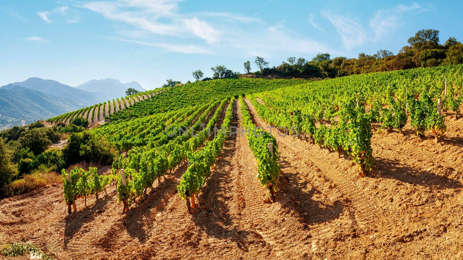 Mountain landscape with the cultivation of vineyards for the production of wine, Sardinia, Italy. Traditional agriculture.