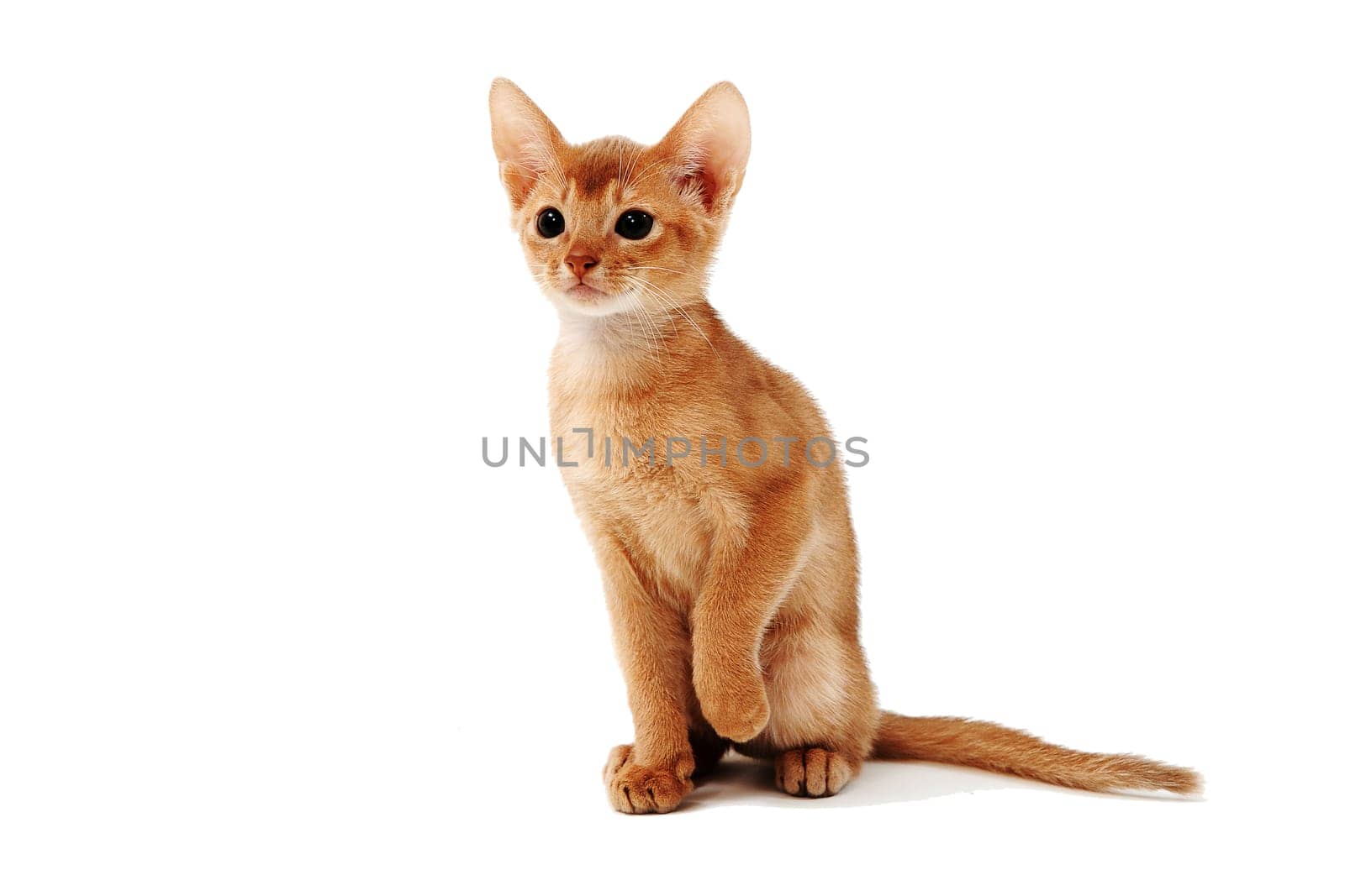 Abyssinian red kitten on a white isolated background. High quality photo