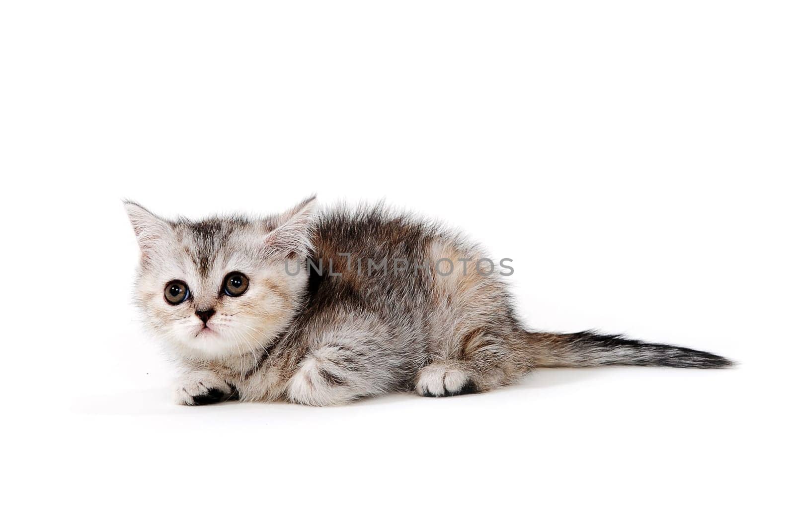 a small fluffy kitten on a white isolated background. High quality photo