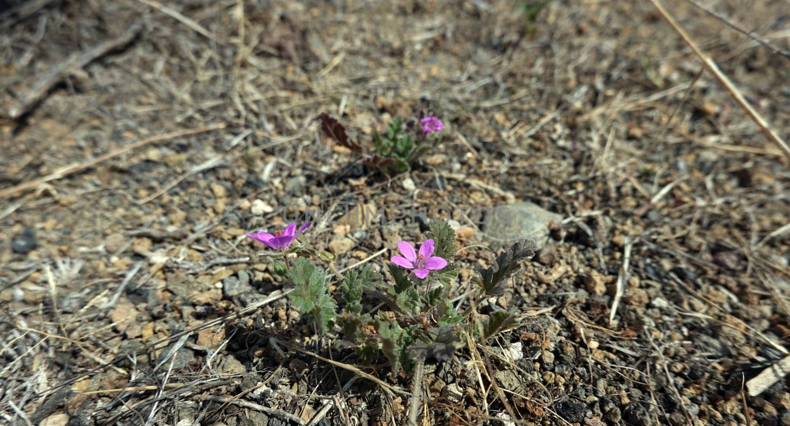 vermutlich Trauben-Reiherschnabel (Erodium botrys), Gran Canaria, Spanien, San Agustin