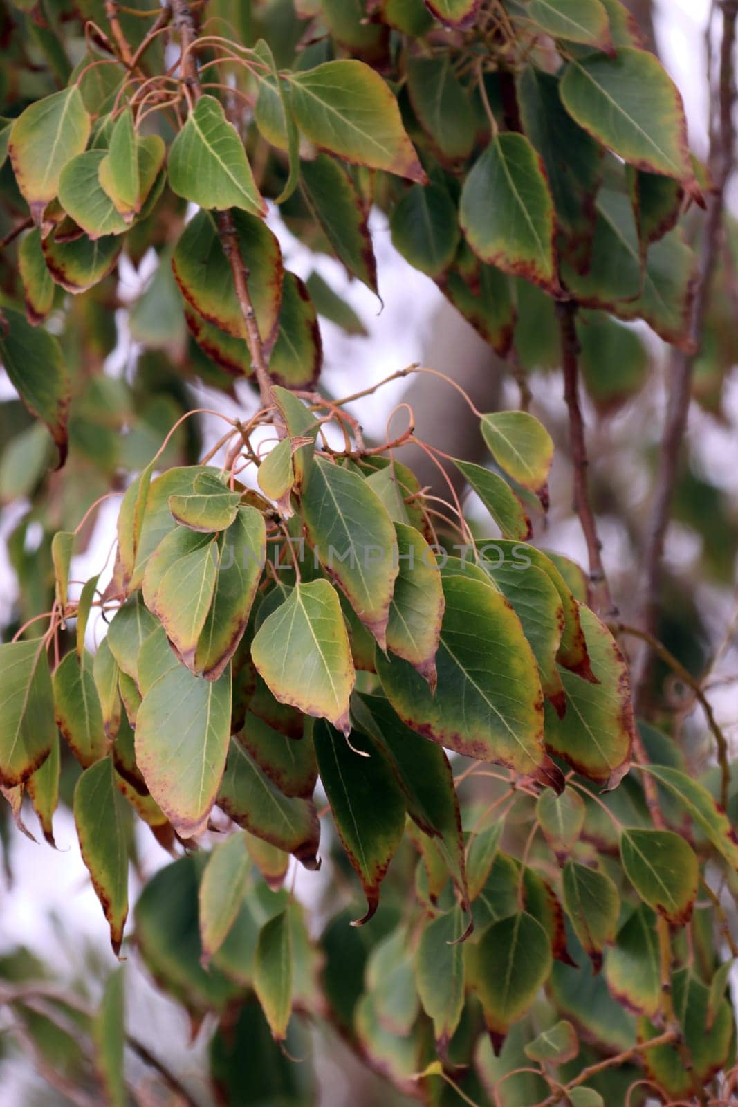 Pappelblättriger Brachychiton oder Kurrajong-Flaschenbaum (Brachychiton populneus), Gran Canaria, Spanien, San Agustin