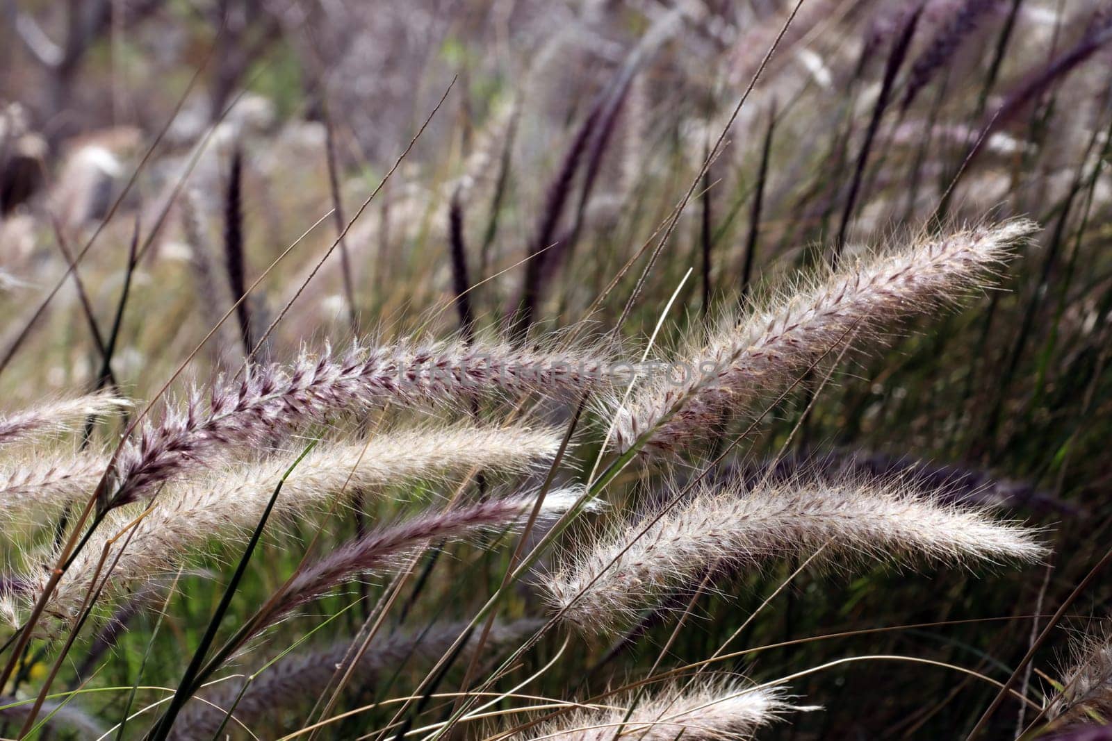 Lampenputzergras, Federborstengras - Pennisetum setaceum, Gran Canaria, Spanien, San Agustin