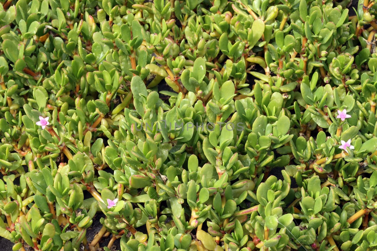 Sukkulente Sesuvium portulacastrum, Gran Canaria, Spanien, San Agustin