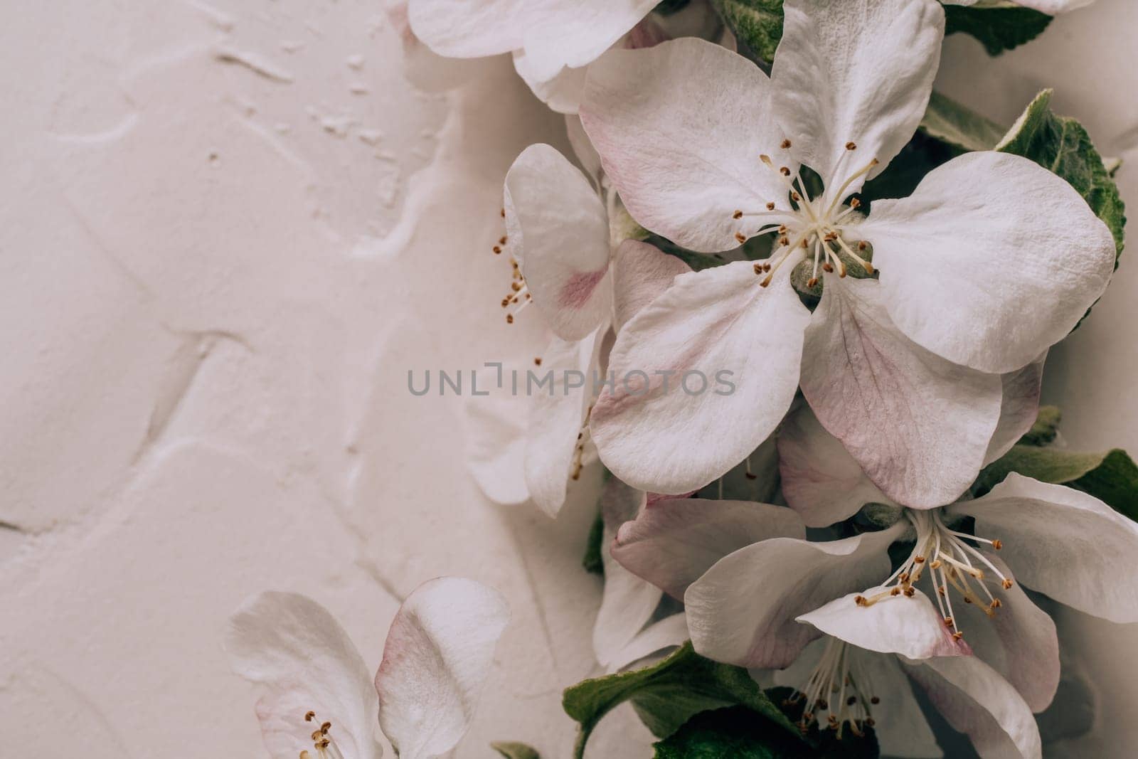 Delicate background of apple flowers lying on white gypsum plaster. Top view. Copy space