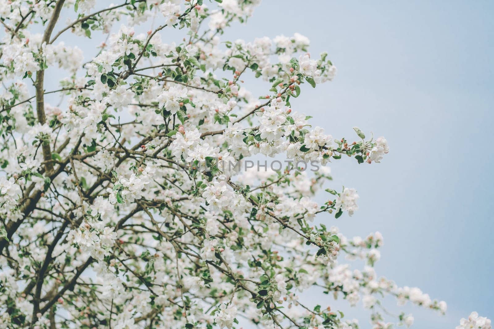Blurred creative background of branches of apple tree in bloom against blue sky. White flowers of fruit tree in spring