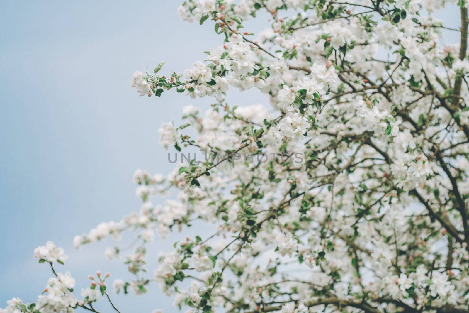 Blurred creative background of branches of apple tree in bloom against blue sky. White flowers of fruit tree in spring