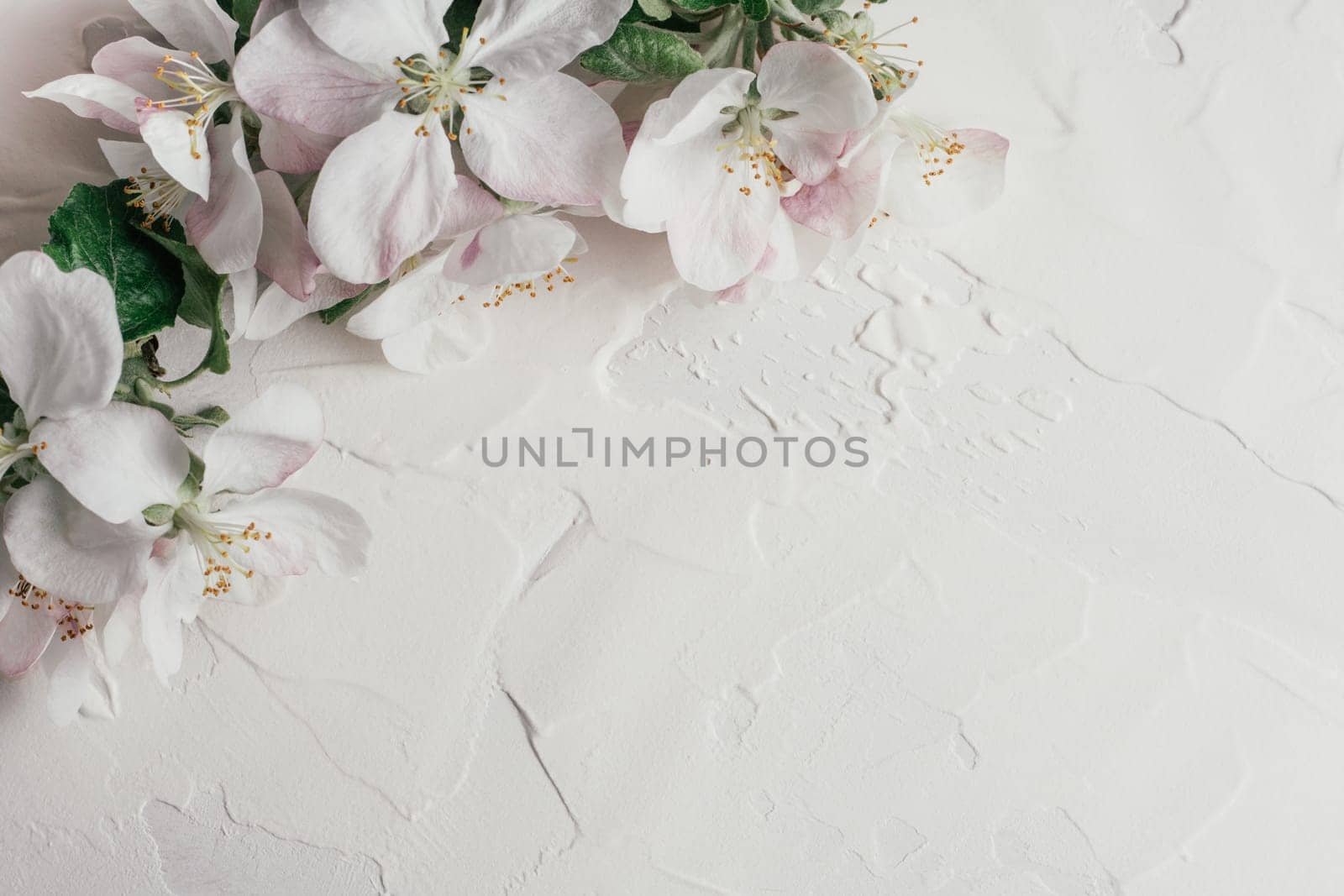 Delicate background of apple flowers lying on white gypsum plaster. Top view. Copy space