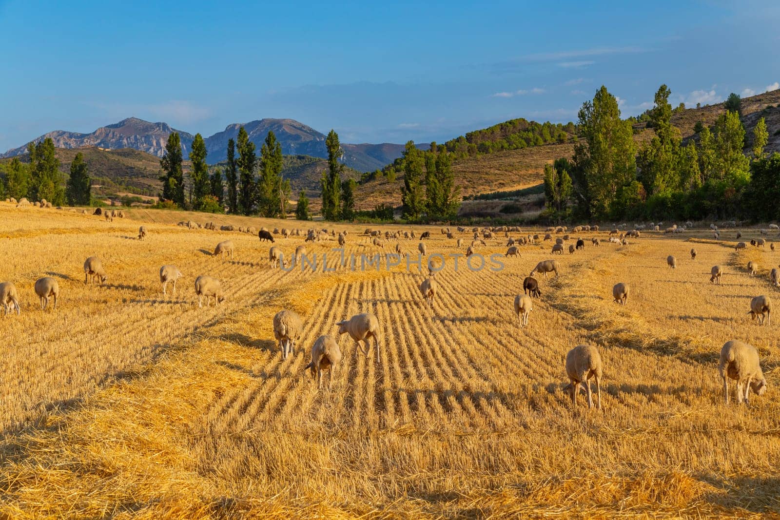 Sheeps pacing peacefully in the mountains of the Basque Country. Spain