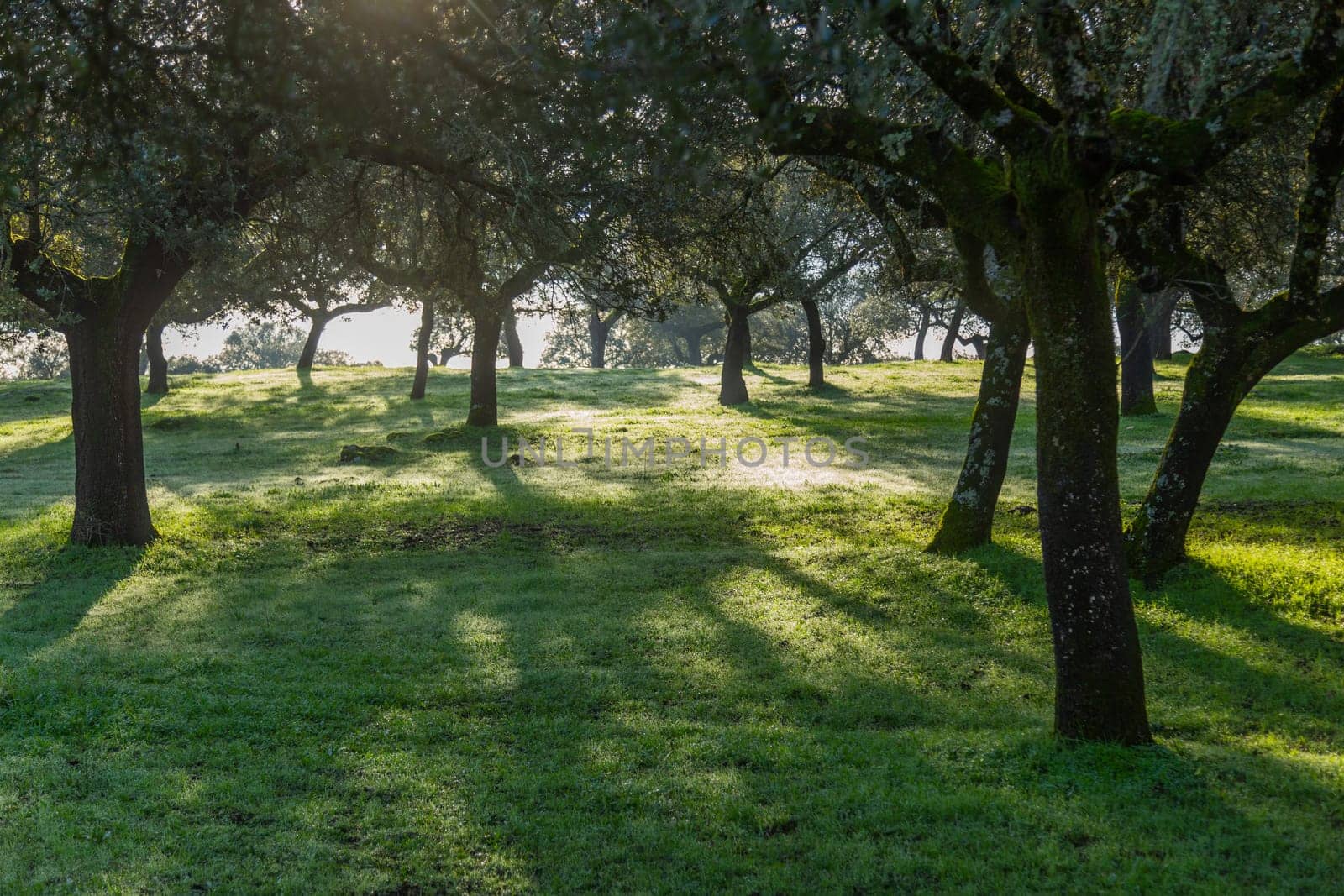 Cork oak trees (Quercus suber) in the morning, Extremadura, Spain, Europe