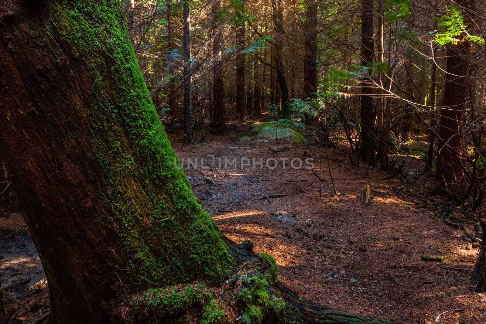 The moss on the trees in the woods at Geres, Portuguese National Park