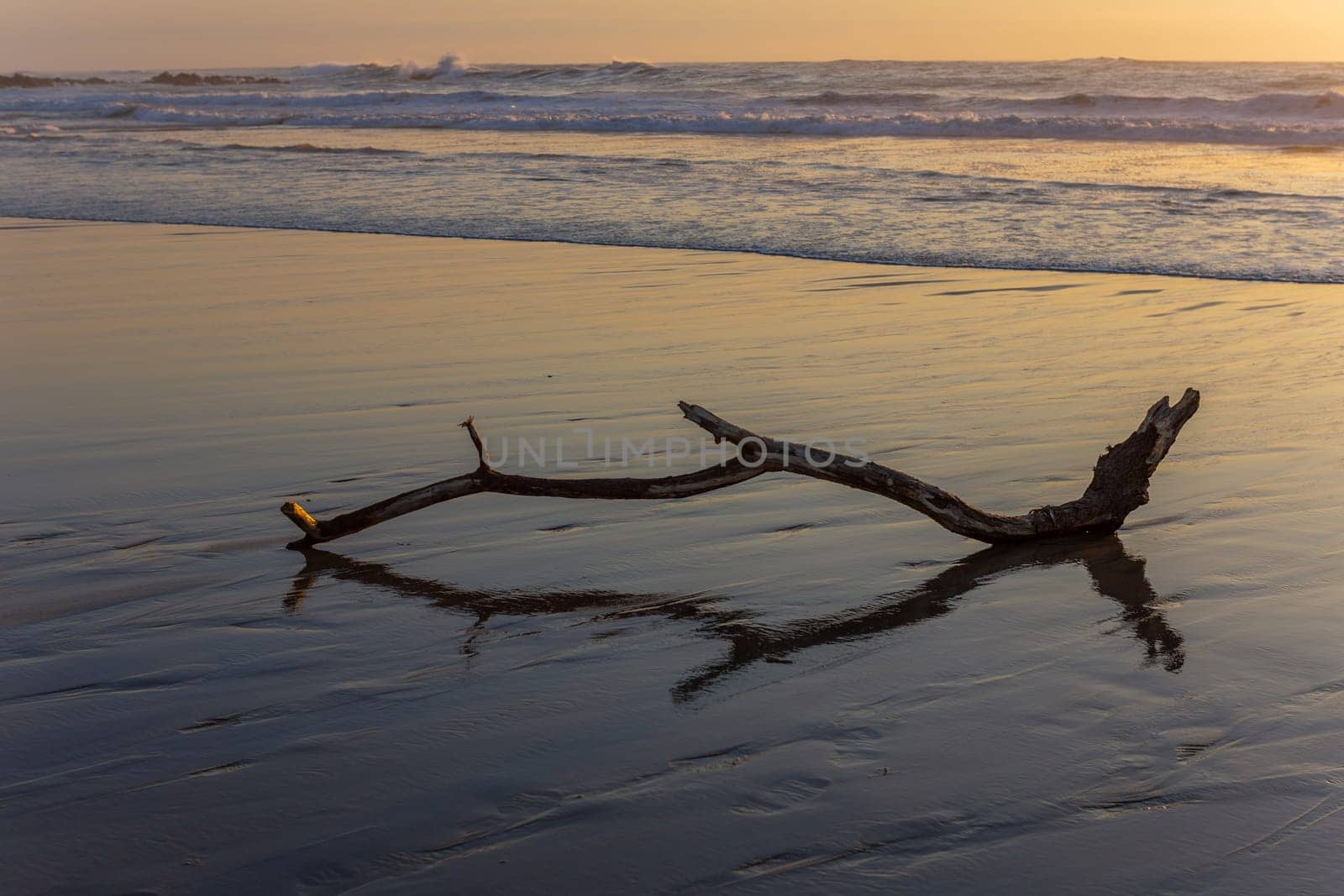 Old tree at the beach, sunset light. Beach of Mindelo in the north of Portugal