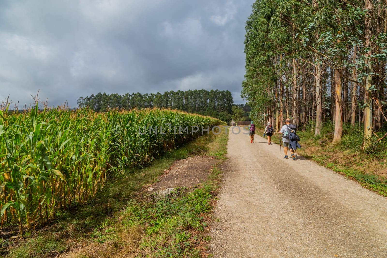 Navarre, Spain, 26 August, 2022: Pilgrims walk along the Camino De Santiago, the Way of St. James pilgrimage route, Navarra, Spain.