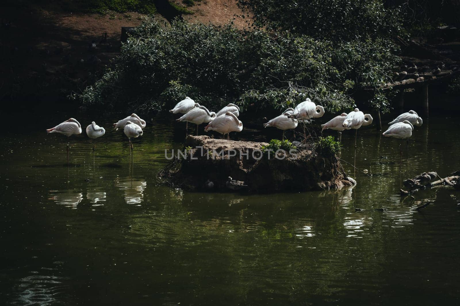 Birds in its natural dwelling