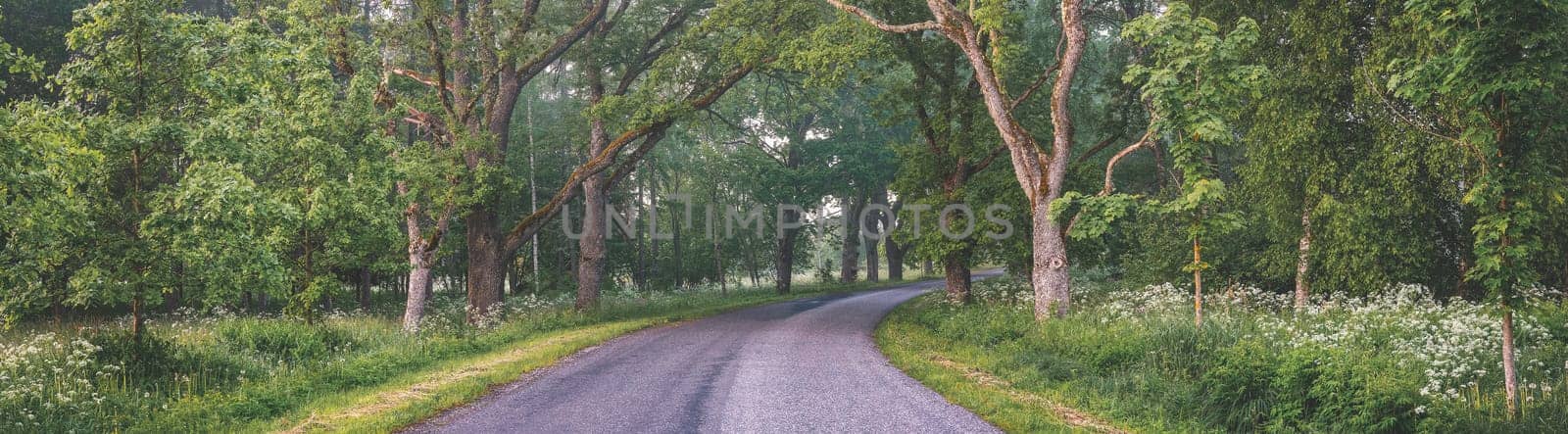 Foggy asphalt road in the morning in springtime. Panoramic view of the tarmac turning highway in countryside.