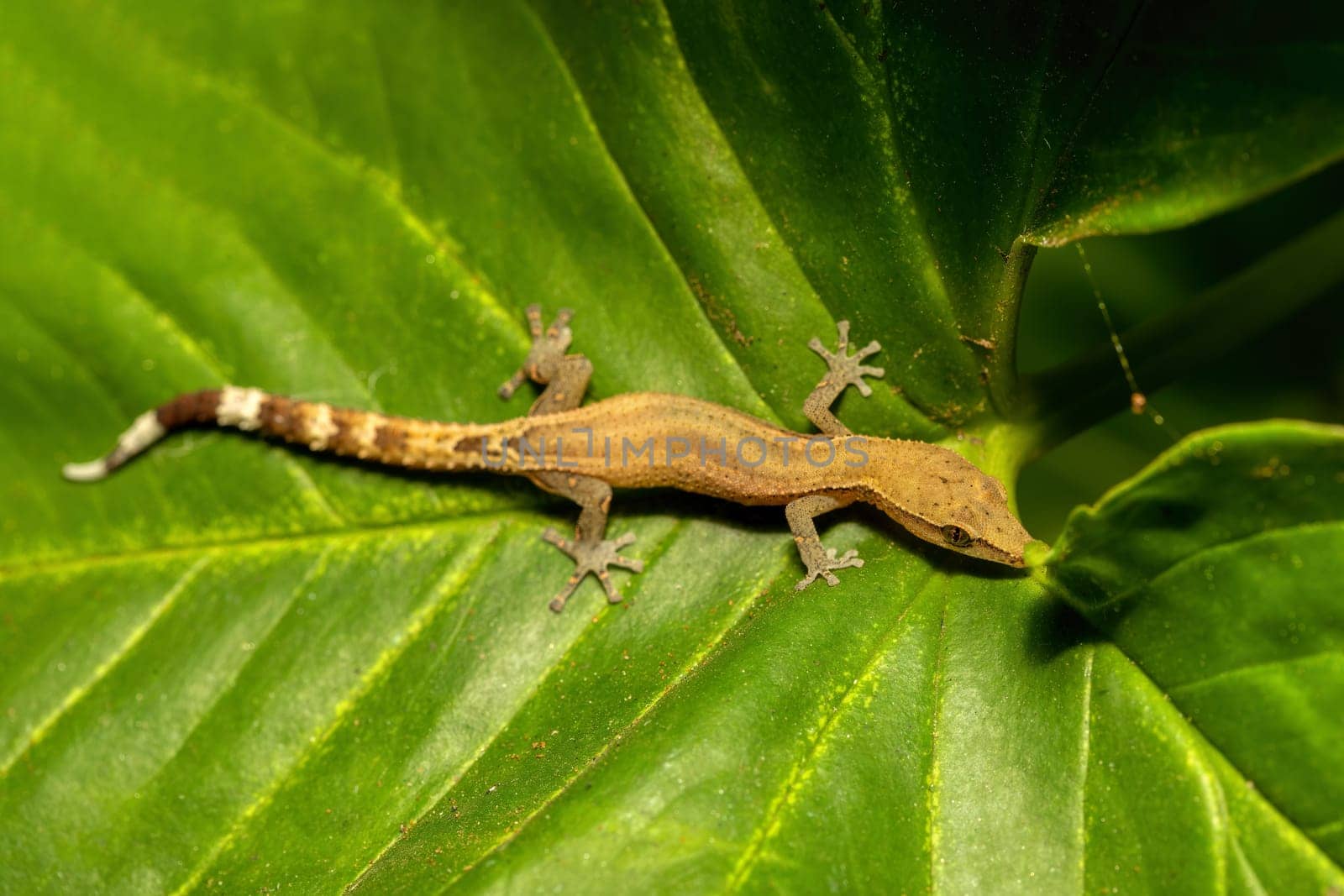 Madagascar clawless gecko (Ebenavia inunguis), endemic small nocturnal species of lizard, Ranomafana National Park, Madagascar wildlife animal