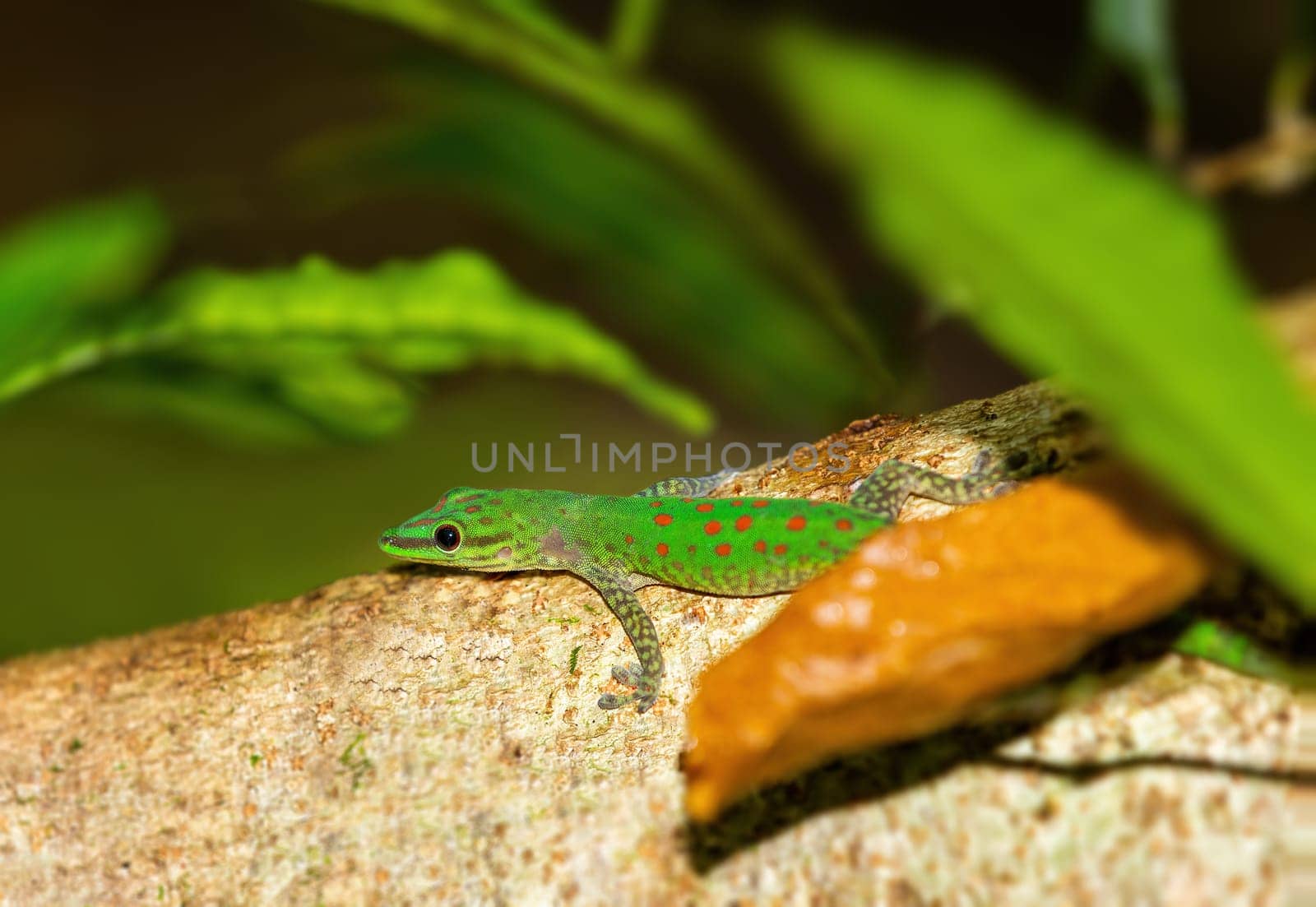 Speckled day gecko (Phelsuma guttata), endemic diurnal species of geckos inhabits rain forests and dwells on trees. Masoala near Tampolo Marine park. Madagascar wildlife animal