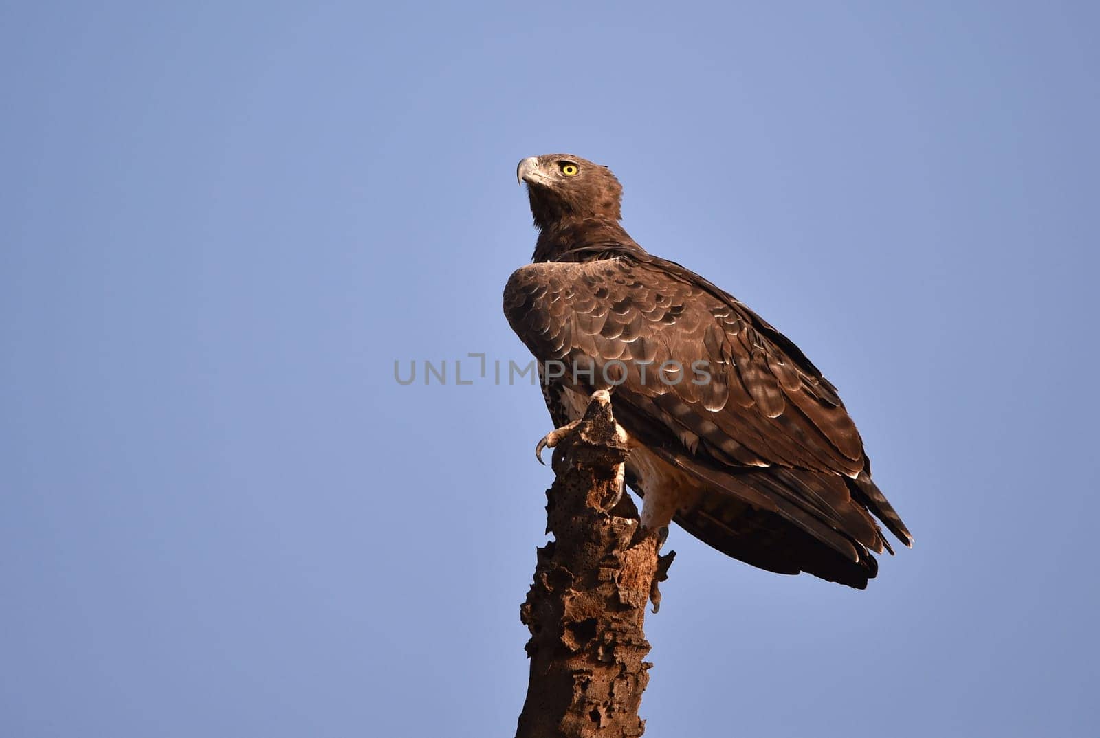 Martial Eagle in Africa