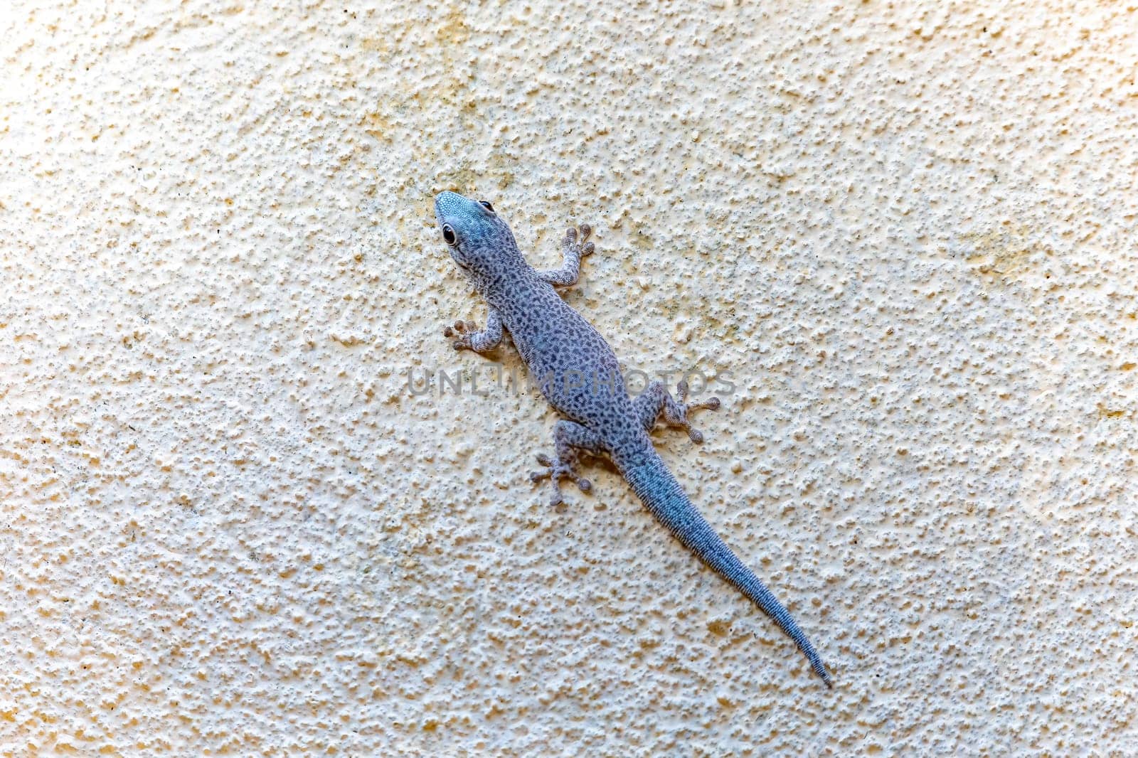 Phelsuma mutabilis is a diurnal species of gecko that is native to south-west Madagascar and typically dwells on trees and bushes, Female on three trunk, Tsingy De Bemaraha, Madagascar wildlife animal