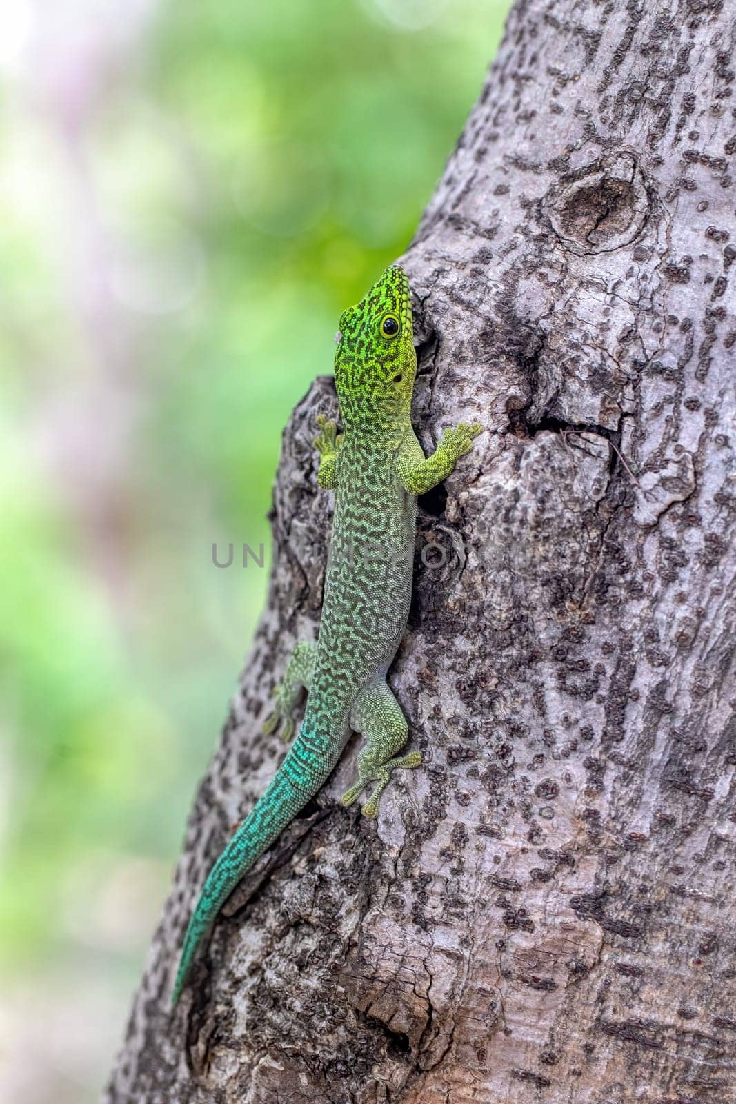 Standing's day gecko (Phelsuma standingi) is an arboreal and diurnal species of lizard in the family Gekkonidae endemic to Madagascar, Zombitse-Vohibasia National Park, Madagascar wildlife animal