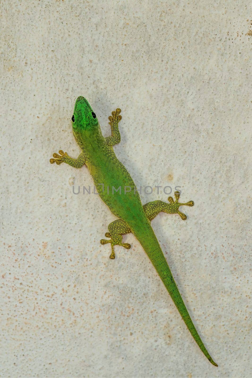 Koch's giant day gecko (Phelsuma kochi), endemic species of gecko, a lizard in the family Gekkonidae., Tsingy de Bemaraha Madagascar wildlife animal