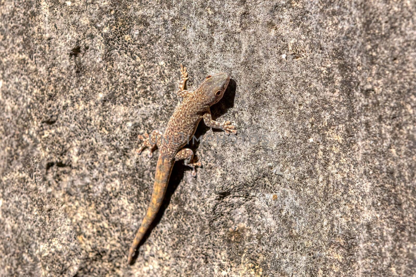 Thicktail day gecko or Bora's Day Gecko. Probably Phelsuma mutabilis or Phelsuma borai, endemic species native to south-west Madagascar, Tsingy De Bemaraha, Madagascar wildlife animal