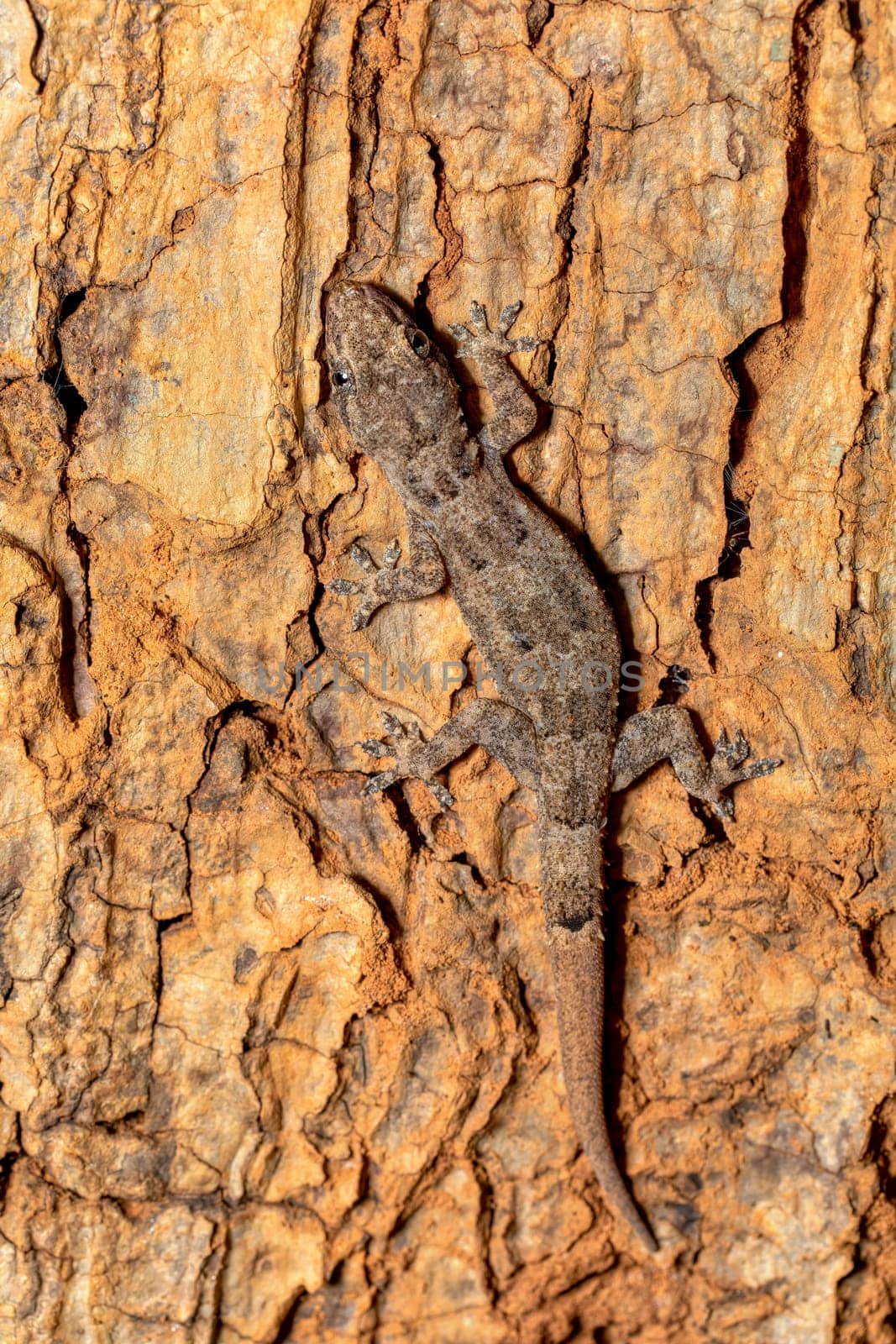 Hemidactylus mercatorius, endemic species of gecko, Tsingy de Bemaraha, Madagascar wildlife