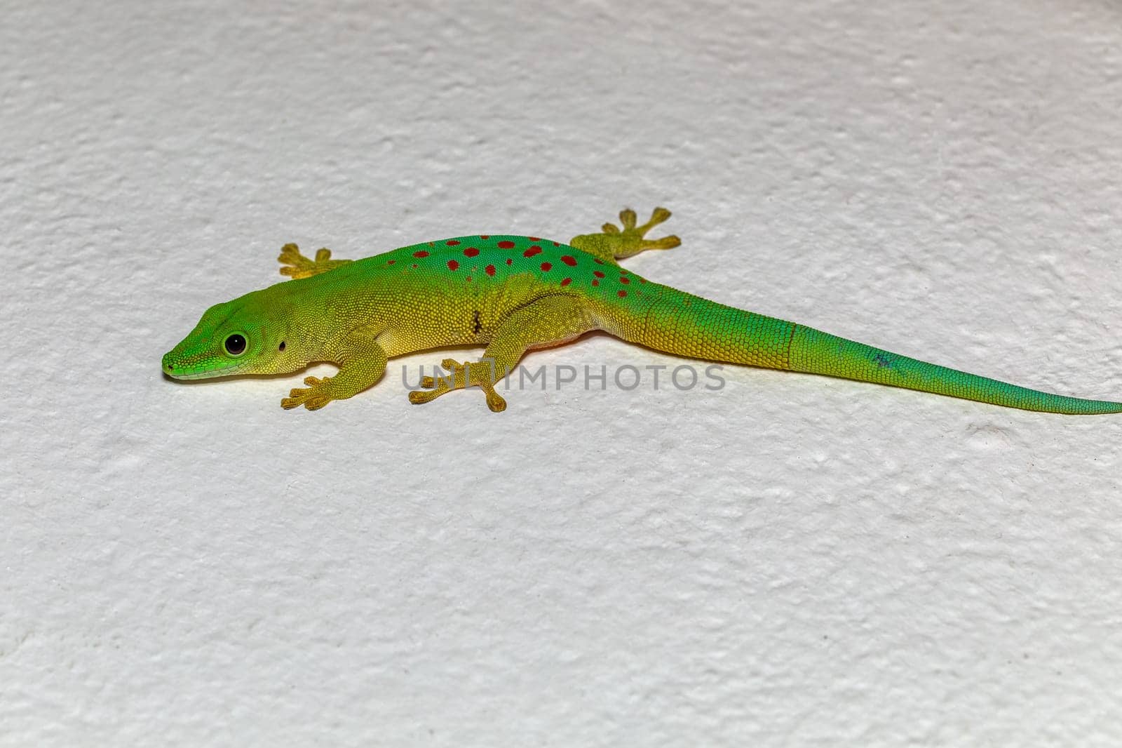 Koch's giant day gecko (Phelsuma kochi), endemic species of gecko, a lizard in the family Gekkonidae., Tsingy de Bemaraha Madagascar wildlife animal
