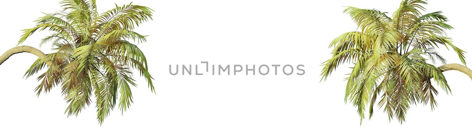 Palm trees with space for text on a white background, 3d rendering