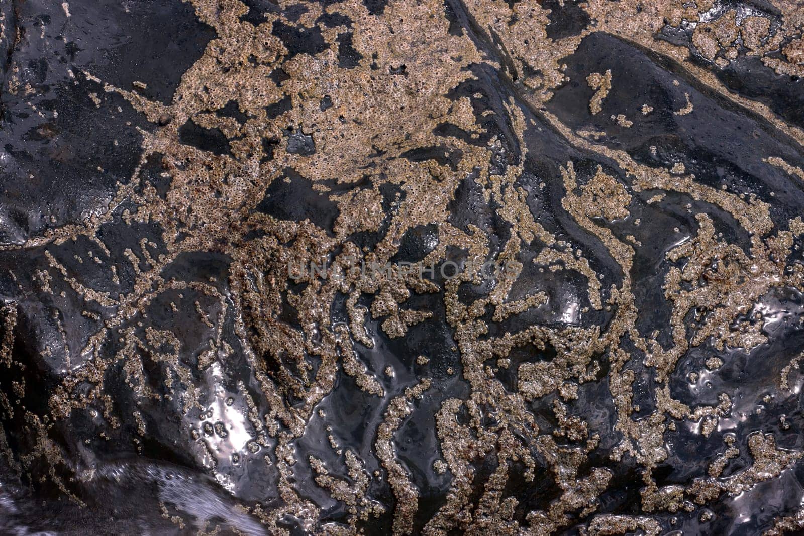 Seepocken (Sessilia spec.) auf Lavafelsen in der Brandungszone, Gran Canaria, Spanien, San Agustin