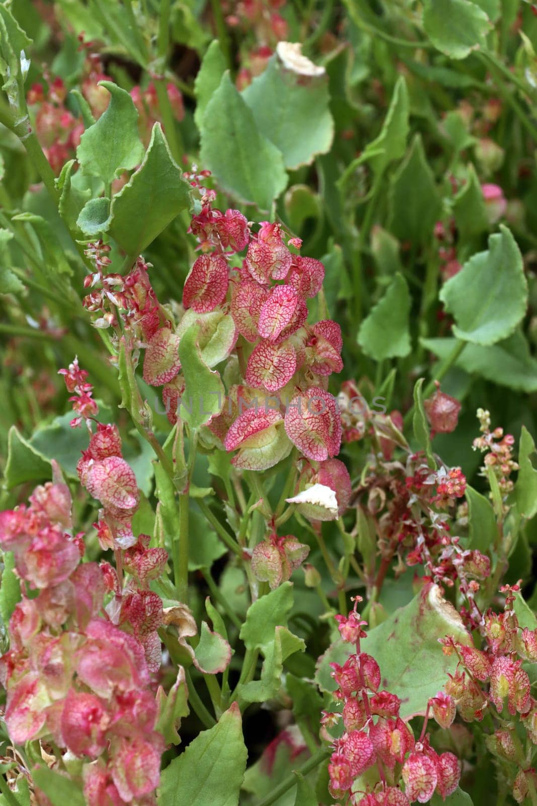 Blasenampfer, Blasen-Ampfer - Rumex vesicarius, Gran Canaria, Spanien, San Agustin