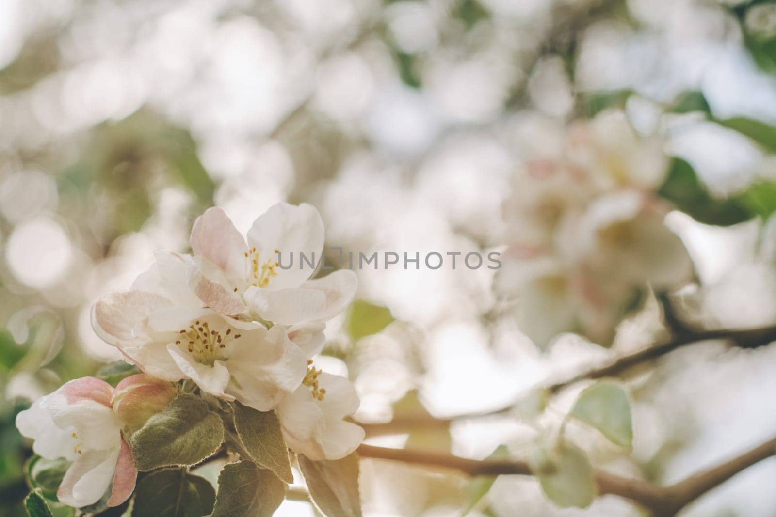 Blurred creative background of apple tree flowers in bloom with bokeh. White defocused flowers of fruit tree in spring
