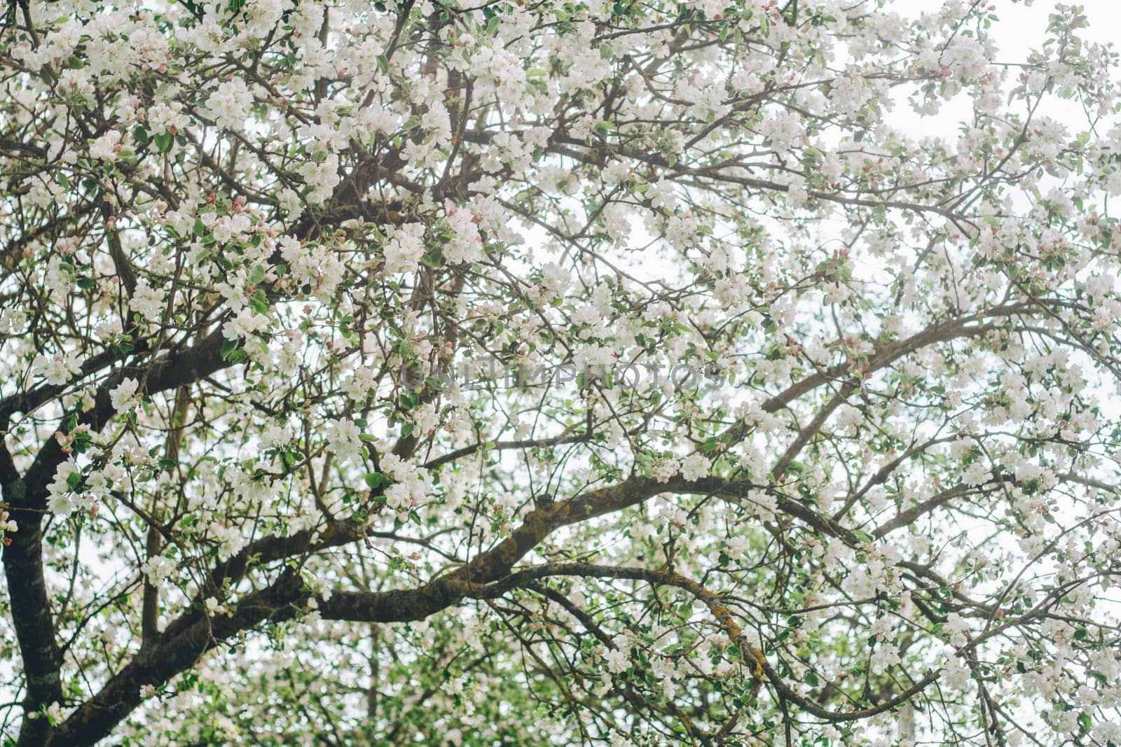 Blurred creative background of branches of apple tree in bloom against blue sky. White flowers of fruit tree in spring
