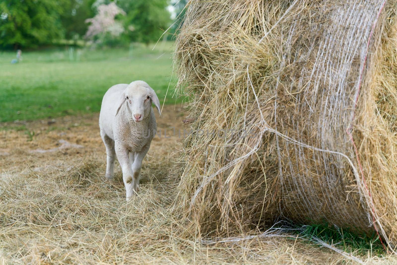 young single lamb on a meadow in a park next to a hay bale