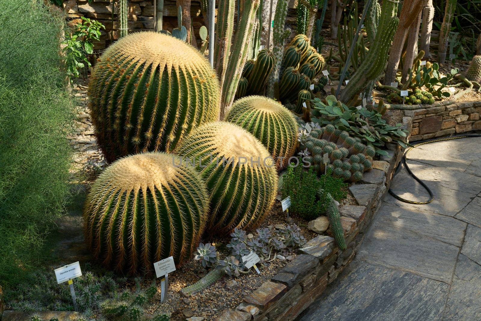 echinocactus grusonii and other cacti in a greenhouse plant collection