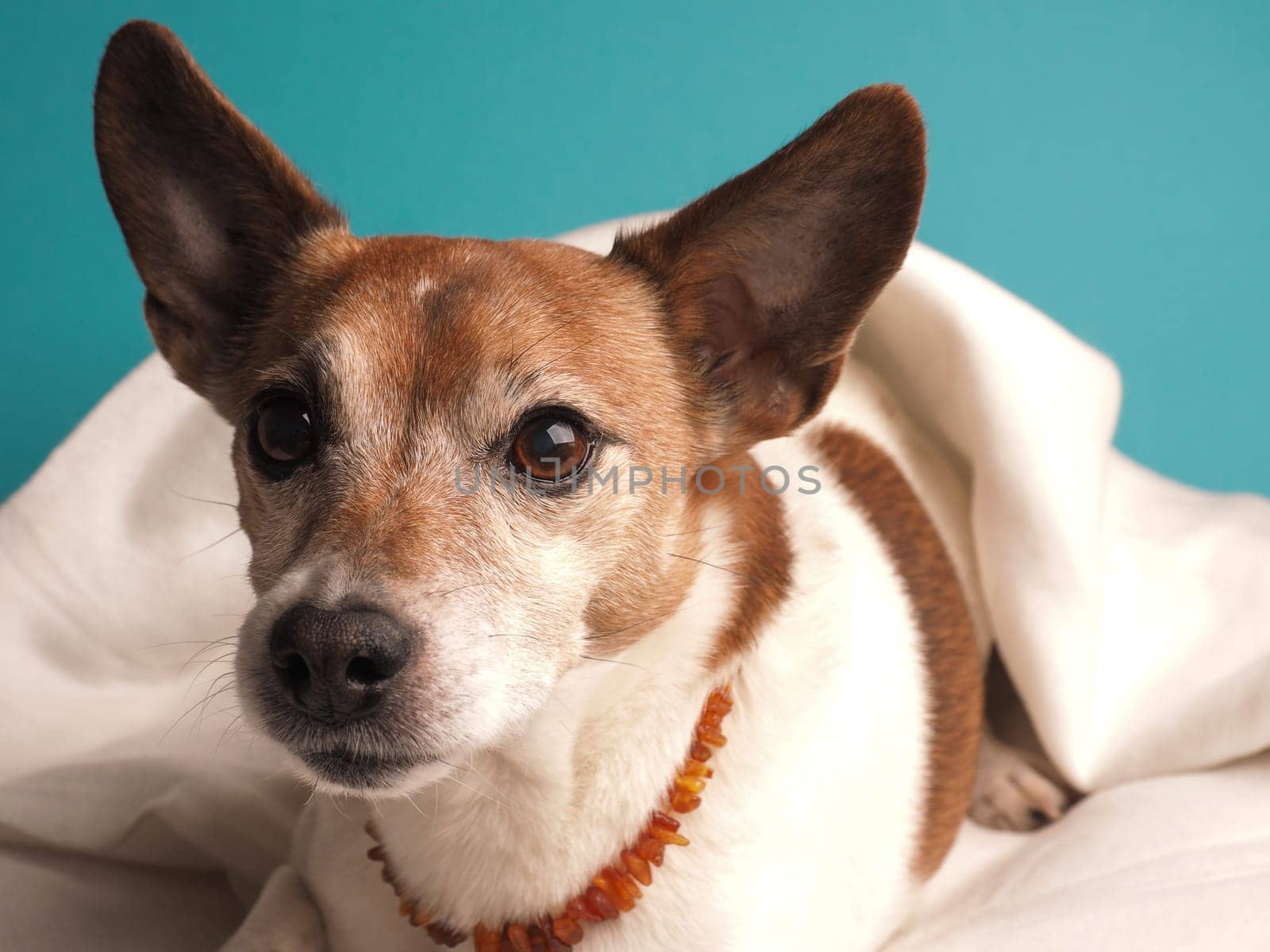 Portrait of a Jack Russell Terrier on a pillow, studio shot