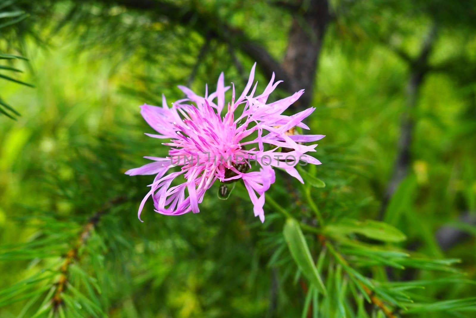 Meadow cornflower Centaurea jacea is a field weed plant, a species of the genus Cornflower of the family Asteraceae, or Compositae. Grows in meadows and forest edges. Violet elegant flower. Karelia.