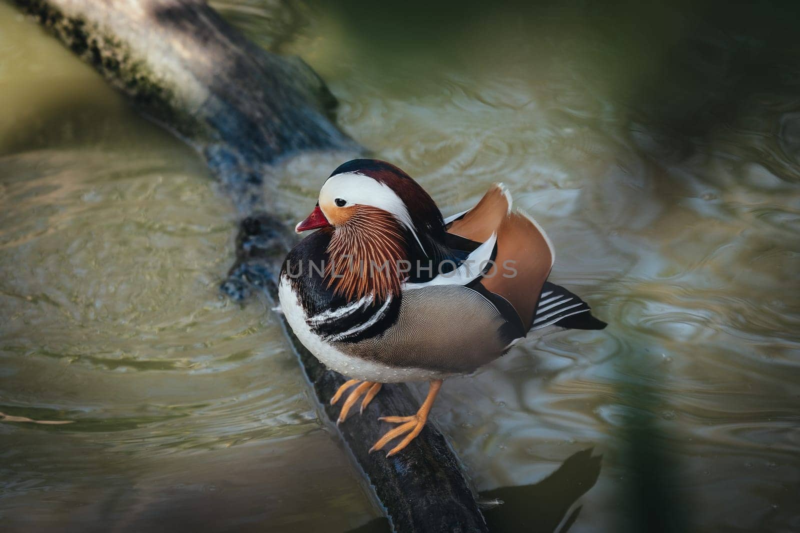 Birds in its natural dwelling