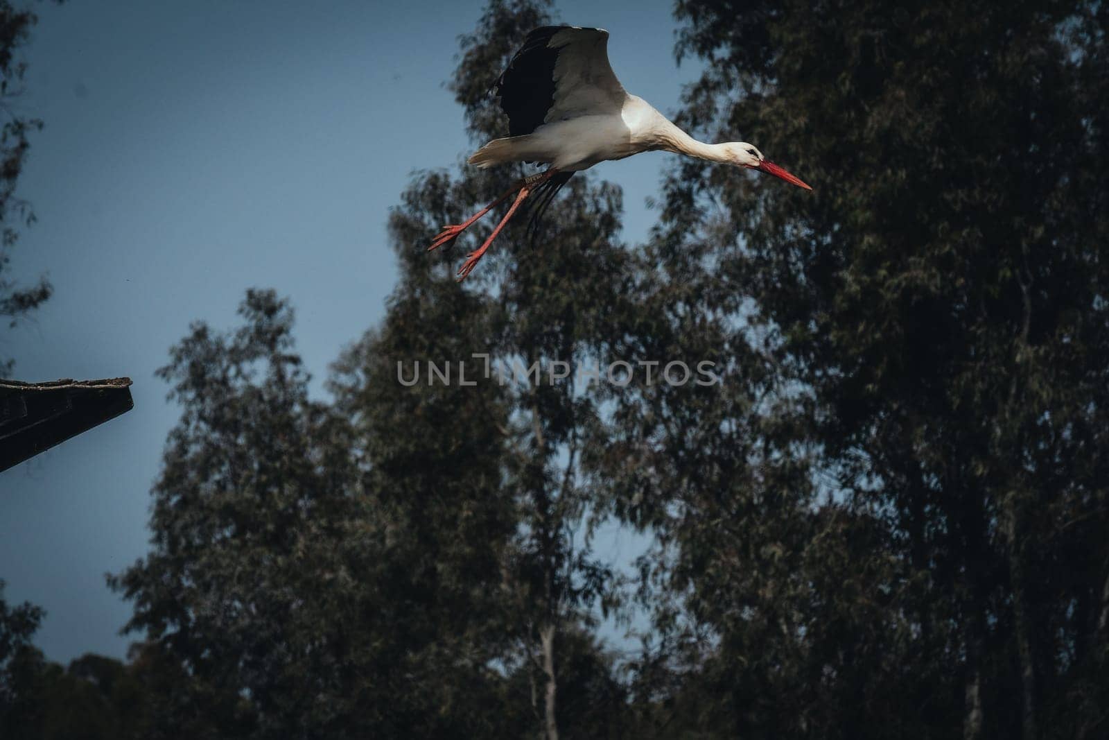 Birds in its natural dwelling