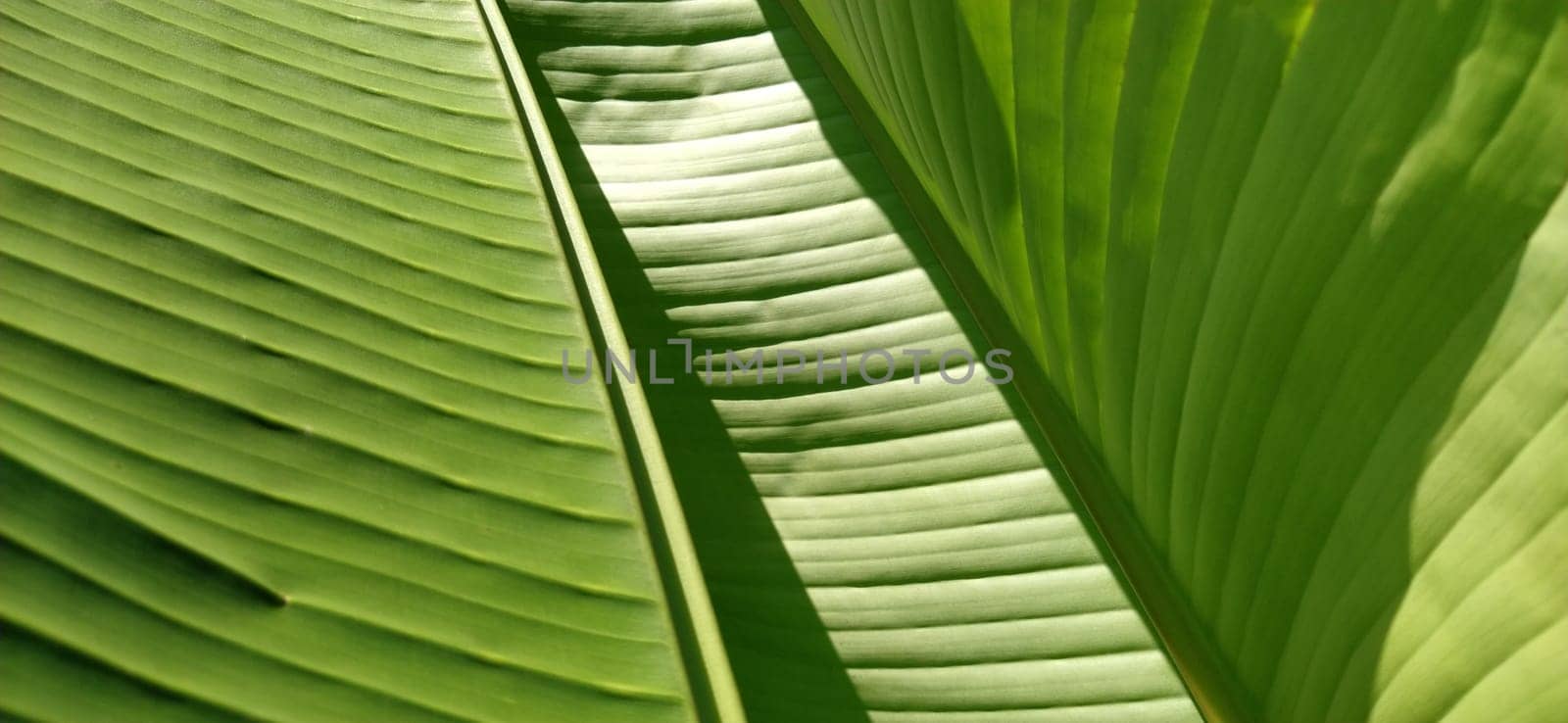 Green Banana leaf in nature, Banana Island.