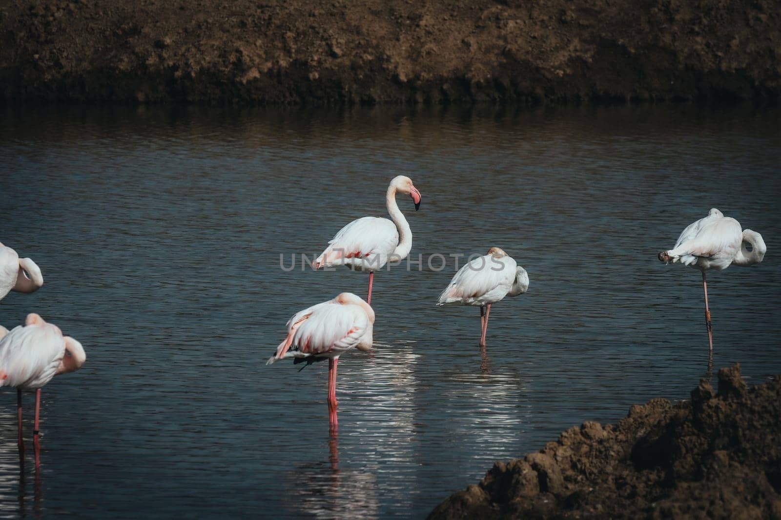 Birds in its natural dwelling