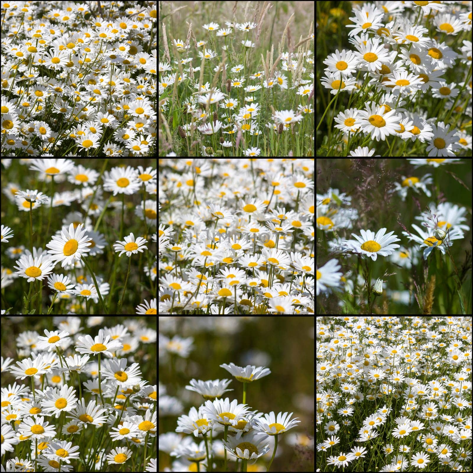 Ox-eye Daisy (Leucanthemum vulgare) in garden - collage with nine pictures